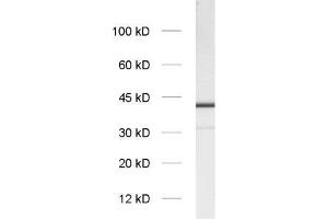 dilution: 1 : 1000, sample: synaptic vesicle fraction of rat brain (LP2) (Slc30a3 抗体  (AA 2-75) (Biotin))