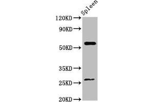 Western Blot Positive WB detected in: Mouse spleen tissue All lanes: ACD antibody at 4 μg/mL Secondary Goat polyclonal to rabbit IgG at 1/50000 dilution Predicted band size: 58 kDa Observed band size: 58 kDa (ACD 抗体  (AA 328-497))