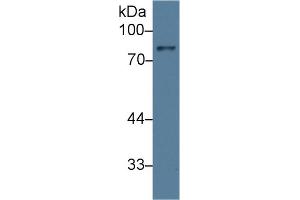 Western Blotting (WB) image for anti-Amiloride Binding Protein 1 (Amine Oxidase (Copper-Containing)) (ABP1) (AA 27-113) antibody (ABIN7432328)