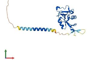 Protein Structure (PS) image for C-Type Lectin Domain Family 4, Member E (CLEC4E) (AA 1-214) protein (His tag) (ABIN7556202)
