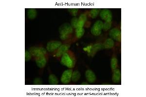 Immunostaining of Anti-Nuclei (Mouse) Antibody - 209-301-D99 Immunofluorescence Microscopy of Mouse anti-Nuclei antibody. (Nuclei 抗体)