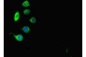 Immunofluorescent analysis of A549 cells using ABIN7172088 at dilution of 1:100 and Alexa Fluor 488-congugated AffiniPure Goat Anti-Rabbit IgG(H+L) (MPL 抗体  (AA 26-491))