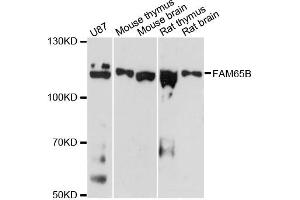 Western blot analysis of extracts of various cell lines, using FAM65B antibody. (FAM65B 抗体)