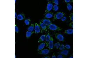 Immunofluorescence Analysis of HeLa cells labeling Cytochrome c with Cytochrome C Monoclonal Antibody (CTC05) conjugated with CF555 (Green). (Cytochrome C 抗体)