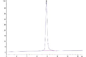 The purity of Mouse TIMP1 is greater than 95 % as determined by SEC-HPLC.