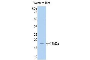 Western Blotting (WB) image for anti-Chromogranin A (CHGA) (AA 15-148) antibody (ABIN1174343) (Chromogranin A 抗体  (AA 15-148))