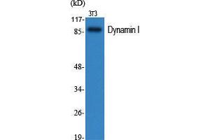 Western Blot (WB) analysis of specific cells using Dynamin I Polyclonal Antibody. (Dynamin 1 抗体  (Ser307))