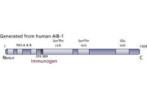Image no. 3 for anti-Nuclear Receptor Coactivator 3 (NCOA3) (AA 376-389) antibody (ABIN968368) (NCOA3 抗体  (AA 376-389))