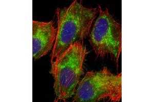 Immunofluorescent analysis of 4 % paraformaldehyde-fixed, 0. (TOMM40 抗体  (AA 22-56))