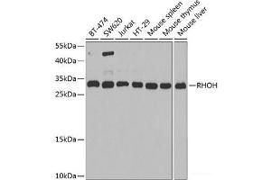Western blot analysis of extracts of various cell lines using RHOH Polyclonal Antibody at dilution of 1:1000. (RHOH 抗体)