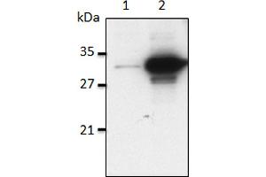 Mouse IL-1α is detected by immunoblotting using anti-IL-1α (mouse), mAb (Bamboo-1) . (IL1A 抗体)