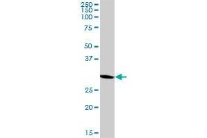 MRPL1 MaxPab polyclonal antibody. (MRPL1 抗体  (AA 1-303))