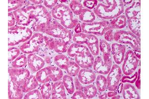 Anti-BMP7 antibody IHC of human kidney, tubules. (BMP7 抗体  (AA 315-431))