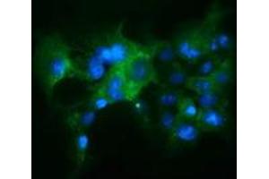 Anti-KEAP1 mouse monoclonal antibody (ABIN2453919) immunofluorescent staining of COS7 cells transiently transfected by pCMV6-ENTRY KEAP1 (RC202189). (KEAP1 抗体)