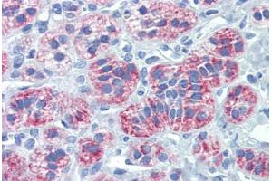 Human Adrenal (formalin-fixed, paraffin-embedded) stained with DIABLO antibody ABIN462354 followed by biotinylated anti-mouse IgG secondary antibody ABIN481714, alkaline phosphatase-streptavidin and chromogen. (DIABLO 抗体)