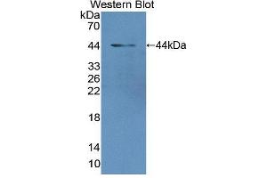 Western blot analysis of the recombinant protein. (MGA 抗体  (AA 2450-2733))