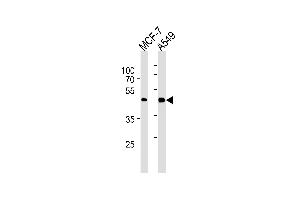 CCRK Antibody (N-term) (ABIN1882215 and ABIN2843475) western blot analysis in MCF-7,A549 cell line lysates (35 μg/lane). (CCRK 抗体)