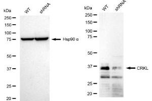 Western blotting analysis using CRKL antibody (ABIN7800792). (Recombinant CrkL 抗体)