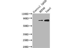 Western Blotting (WB) image for anti-Heat Shock 70kDa Protein 8 (HSPA8) (AA 2-646) antibody (ABIN7154883)