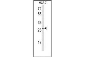 Western blot analysis of HES6 Antibody (N-term) in MCF-7 cell line lysates (35ug/lane). (HES6 抗体  (N-Term))