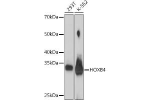 Western blot analysis of extracts of various cell lines, using HOXB4 Rabbit mAb (ABIN7267767) at 1:1000 dilution. (HOXB4 抗体)