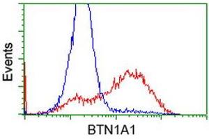 HEK293T cells transfected with either RC223852 overexpress plasmid (Red) or empty vector control plasmid (Blue) were immunostained by anti-BTN1A1 antibody (ABIN2452845), and then analyzed by flow cytometry. (BTN1A1 抗体)
