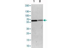 Western blot analysis of cell lysates with SLC15A4 polyclonal antibody  at 1:250-1:500 dilution. (SLC15A4 抗体)