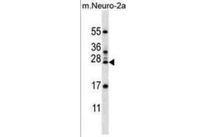 RPL15 Antibody (N-term) western blot analysis in mouse Neuro-2a cell line lysates (35µg/lane). (RPL15 抗体  (N-Term))