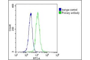 Overlay histogram showing U-2 OS cells stained with C(green line). (HSPA7 抗体  (AA 169-196))