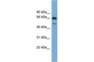 EBF4 抗体  (AA 453-503)