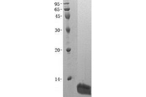 Validation with Western Blot (CCL26 蛋白)