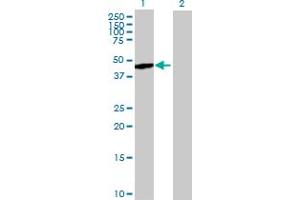 Western Blot analysis of NCK2 expression in transfected 293T cell line by NCK2 MaxPab polyclonal antibody. (NCK2 抗体  (AA 1-380))