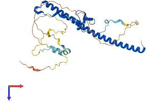 HLF Protein (AA 1-295) (His tag)