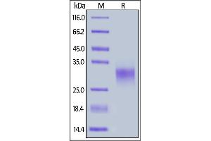 Rabbit 4-1BB, His Tag on  under reducing (R) condition.
