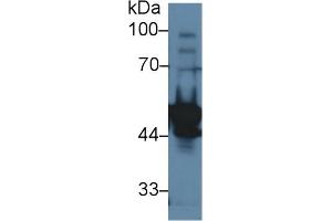 Western Blot; Sample: Rat Testis lysate; Primary Ab: 1µg/ml Rabbit Anti-Rat LYAR Antibody Second Ab: 0. (LYAR 抗体  (AA 271-386))