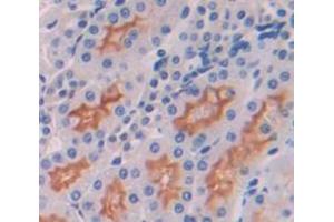 IHC-P analysis of Rat Tissue, with DAB staining. (IL7R 抗体  (AA 1-239))