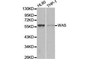 Western Blotting (WB) image for anti-Wiskott-Aldrich Syndrome (Eczema-thrombocytopenia) (WAS) antibody (ABIN1875343) (WASP 抗体)