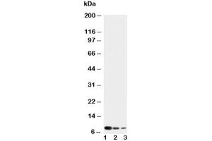 Western blot testing of CXCL4 antibody and Lane 1:  recombinant human protein 10ng (PF4 抗体  (AA 85-101))