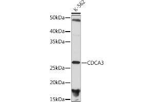 Western blot analysis of extracts of K-562 cells, using CDC Rabbit mAb (ABIN7266261) at 1:1000 dilution. (CDCA3 抗体)