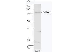 Lane 1:293T lysates probed with Rabbit Anti-IRAK1 (Thr209) Polyclonal Antibody, Unconjugated  at 1:5000 for 90 min at 37˚C. (IRAK1 抗体  (pThr209))