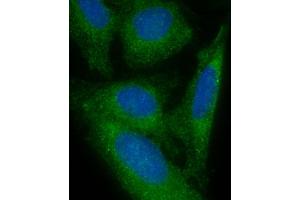 Immunofluorescent analysis of 4 % paraformaldehyde-fixed, 0. (FAM125A 抗体  (AA 16-50))