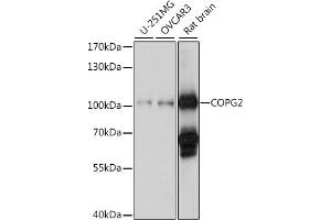 Western blot analysis of extracts of various cell lines, using COPG2 antibody (ABIN7266425) at 1:1000 dilution. (COPG2 抗体  (AA 542-871))
