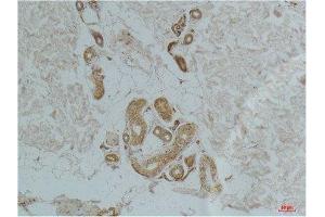 Immunohistochemistry (IHC) analysis of paraffin-embedded Human Skin Tissue using Ghrelin Receptor Rabbit Polyclonal Antibody diluted at 1:200. (GHSR 抗体)