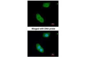 ICC/IF Image Immunofluorescence analysis of paraformaldehyde-fixed A549, using EHBP1, antibody at 1:200 dilution. (EHBP1 抗体)