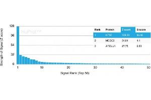 Analysis of Protein Array containing more than 19,000 full-length human proteins using CD73 Mouse Recombinant Monoclonal Antibody (NT5E/2545) Z- and S- Score: The Z-score represents the strength of a signal that a monoclonal antibody (MAb) (in combination with a fluorescently-tagged anti-IgG secondary antibody) produces when binding to a particular protein on the HuProtTM array. (CD73 抗体)