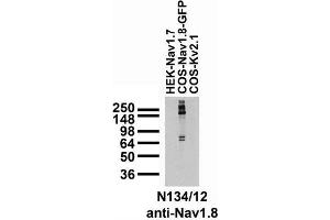 Stable/transfected cell immunoblot: extracts of HEK cells stably expressing Nav1.
