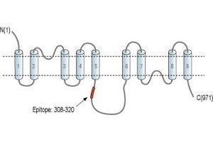 Representative domain view of the target of ABIN7885517.