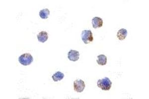 Immunohistochemistry (IHC) image for anti-Elongator Complex Protein 1 (ELP1) (C-Term) antibody (ABIN1030431) (IKAP/p150 抗体  (C-Term))