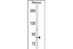 RXFP2 Antibody (C-term) (ABIN1537554 and ABIN2850376) western blot analysis in Ramos cell line lysates (35 μg/lane). (RXFP2 抗体  (C-Term))