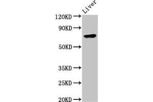 Western Blotting (WB) image for anti-Tumor Necrosis Factor, alpha-Induced Protein 2 (TNFAIP2) (AA 1-93) antibody (ABIN7173768)